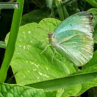 Mottled emigrant