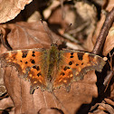 European Comma