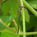 Fragile forktail