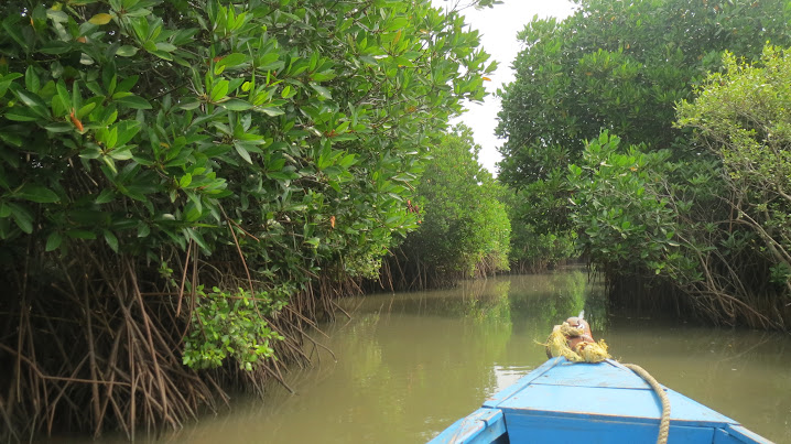 Pichavaram Mangrove Forests