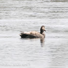 Gadwall