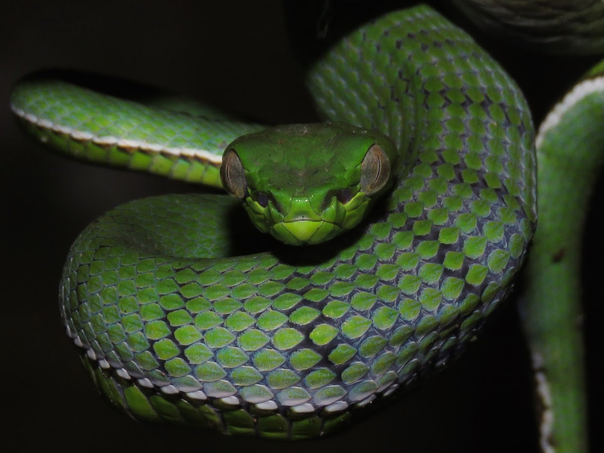 Sumatra Pit Viper