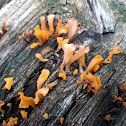 Fan-Shaped Jelly Fungus