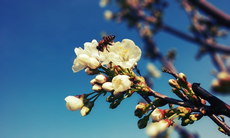 I primi boccioli in fiore... poesia primaverile. di Mariasole Maglione