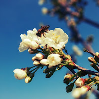 I primi boccioli in fiore... poesia primaverile. di 