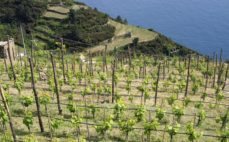 Vitigni nelle Cinque Terre,La Spezia di manolina