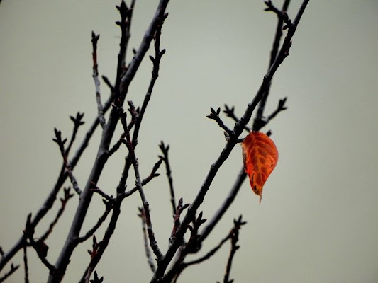 Solitaria di ellimo