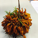 Cedar-apple rust