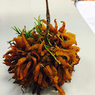 Cedar-apple rust