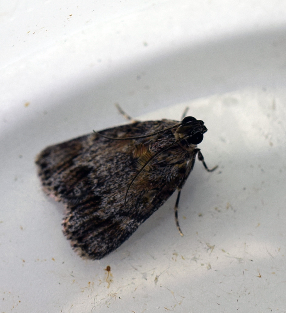 Snout Moth