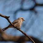 Papamoscas piquicorto (African grey flycatcher)