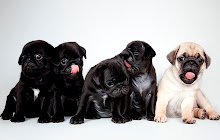 Pugs Wallpapers New Tab small promo image