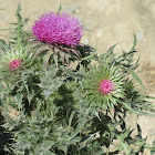 Musk Thistle