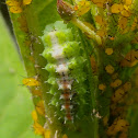 Syrphid Fly Larvae