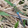 Giant Green Darner