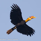 Rhinoceros Hornbill