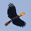 Rhinoceros Hornbill