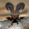 Upright-winged Issid Planthopper