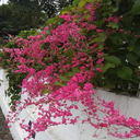 Tiger flower fence wallpaper