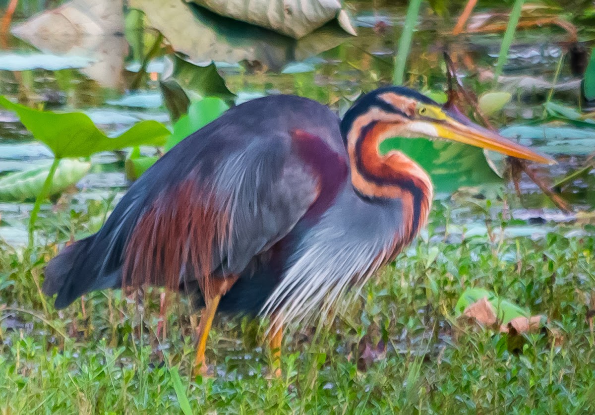 Purple Heron