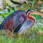 Purple Heron