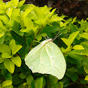 White Angled-sulphur