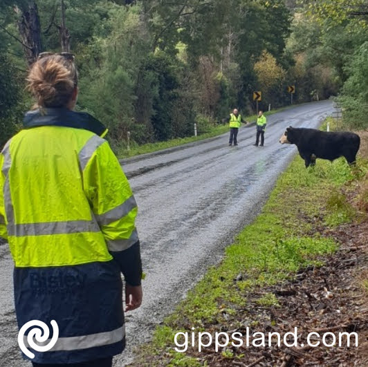 If you are attending agricultural properties in South Gippsland, you may need to follow the Agriculture Victorias properties biosecurity plan to help prevent foot and mouth disease