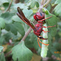 Potter Wasp hunting a caterpillar (with video)