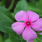 Madagascar periwinkle