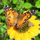 American painted lady