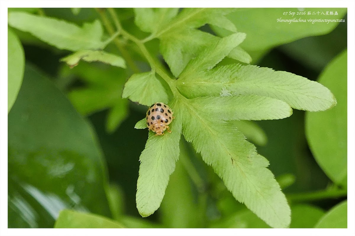 Henosepilachna virgintioctopunctata 茄二十八星瓢蟲