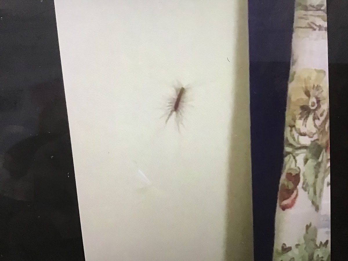 House centipede