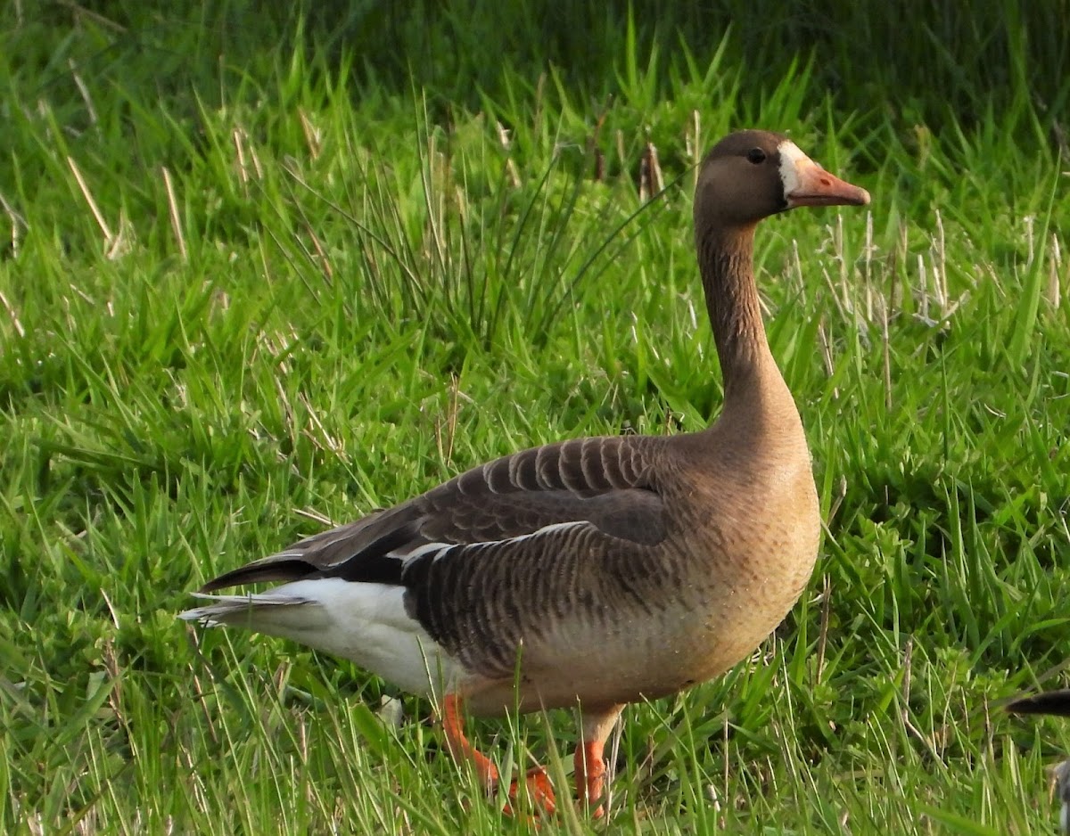 Greater White-fronted Goose