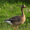 Greater White-fronted Goose