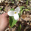 Trillium