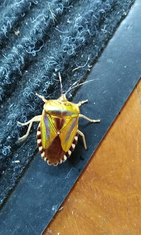 Shield Bug