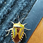 Shield Bug