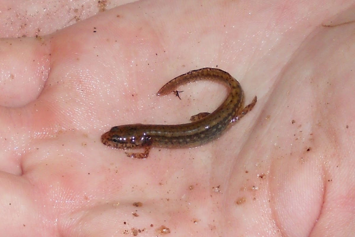 Two-lined Salamander