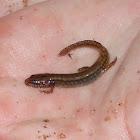 Two-lined Salamander