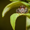 Jumping Spider