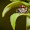 Jumping Spider