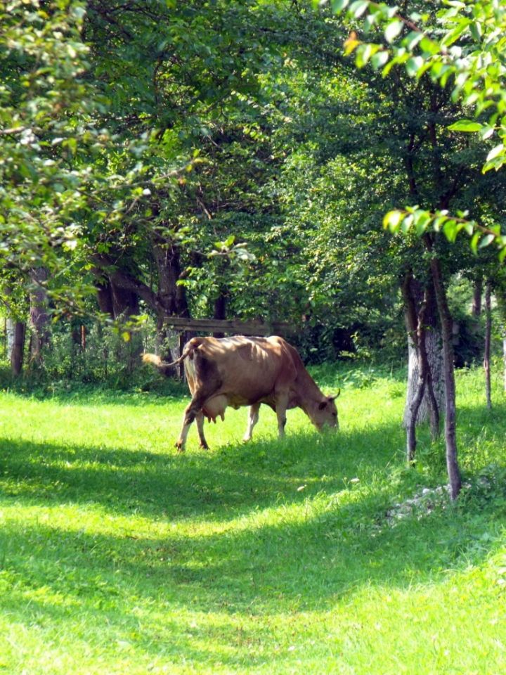 Biodiversità per i prodotti biologici di pascalinaclaudiu