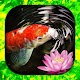 Koi Fish Live Wallpaper Download on Windows