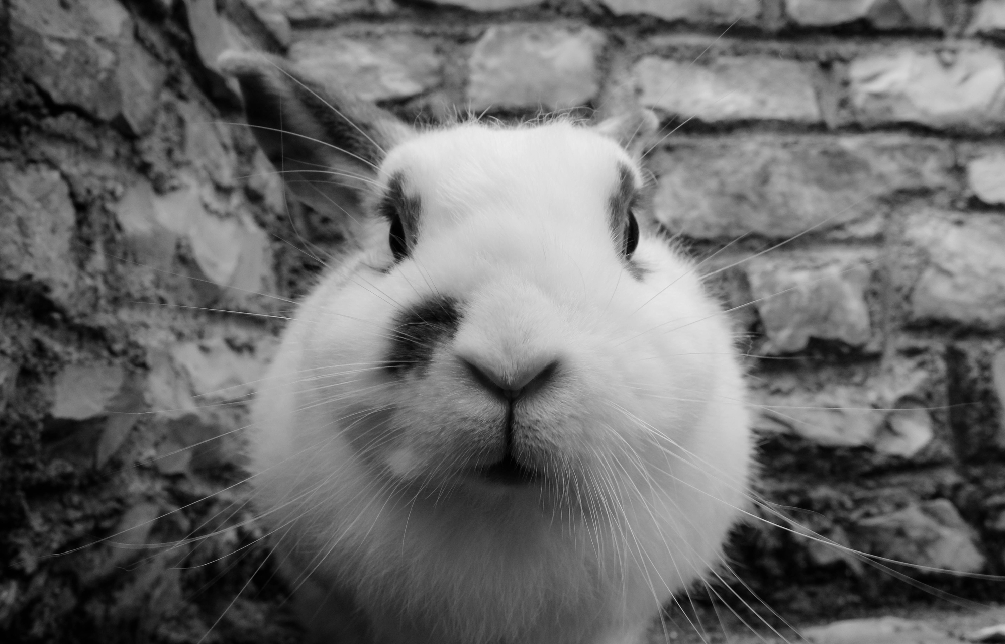 curious rabbit di astridfanin