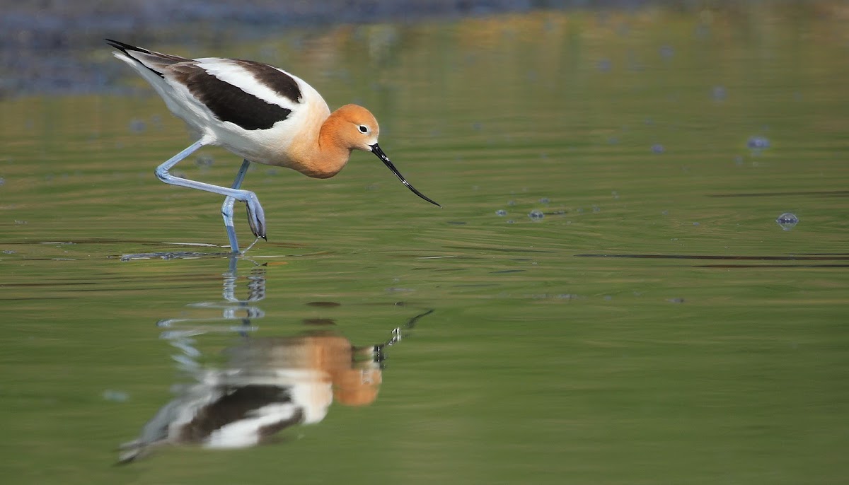 American Avocet