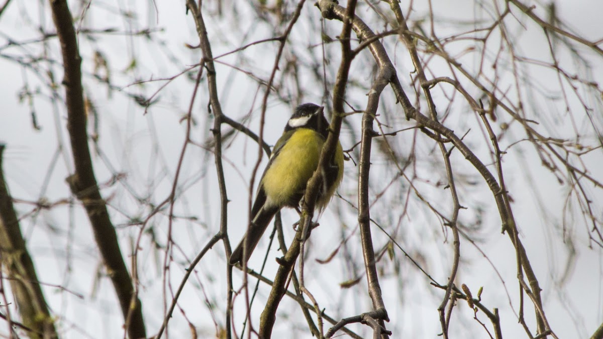 Great Tit