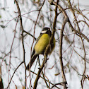 Great Tit