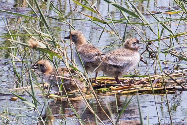 Whiskered Tern chicks; Fumarel Cariblanco