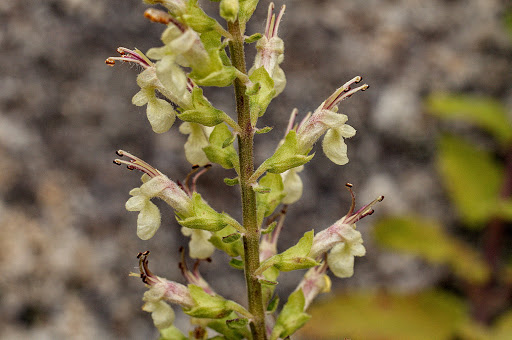 Teucrium scorodonia