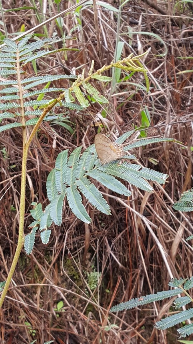 Mariposa